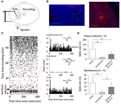 Balanced Noise-Evoked Excitation and Inhibition in Awake Mice CA3